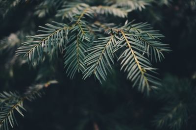 Close-up of pine tree