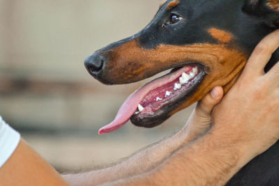 Close-up of a dog