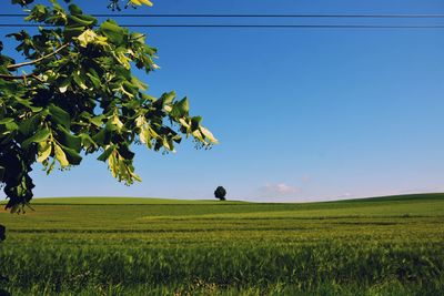 Scenic view of agricultural field against clear sky