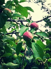 Leaves growing on tree