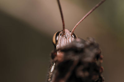 Close-up of insect on plant