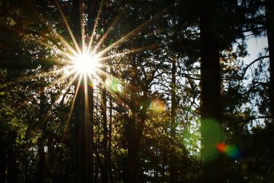 Sun shining through trees