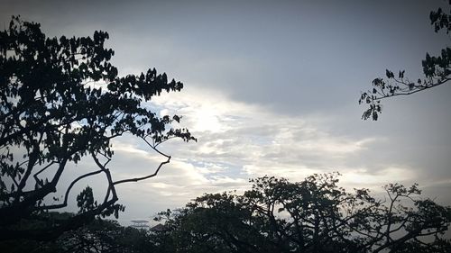 Low angle view of trees against cloudy sky