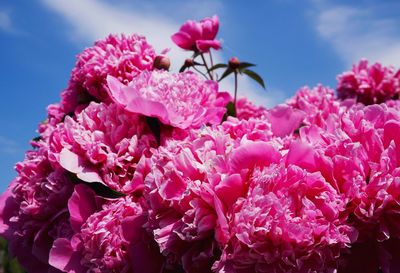 Close-up of pink flowers blooming outdoors