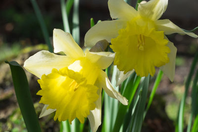 Close-up of yellow flower