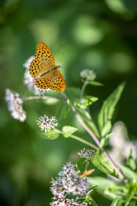 Butterfly pollinating on flower