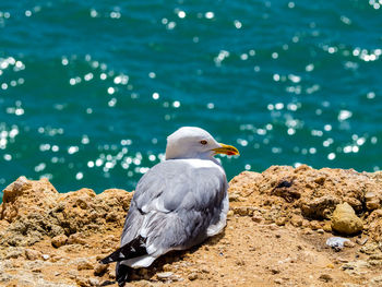 Seagull on rock