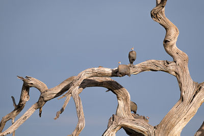 Guinea fowls on bare tree against blue sky in namibia