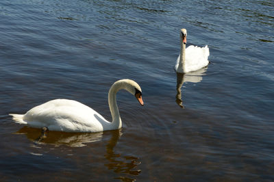 Swans swimming in lake