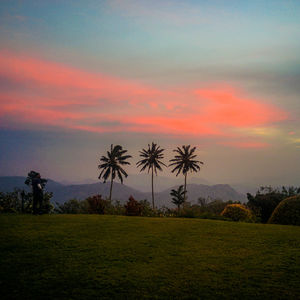 Palm trees on field against romantic sky at sunset