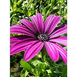 Close-up of pink flower