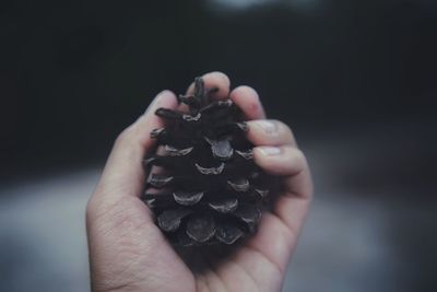 Close-up of hand holding pine cone