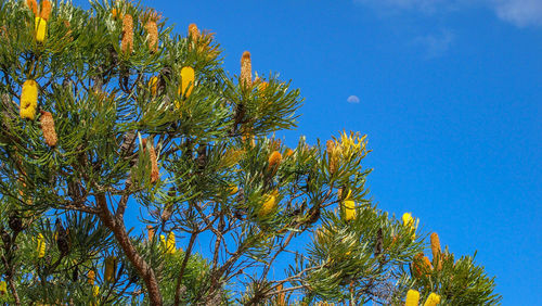 Low angle view of tree against blue sky