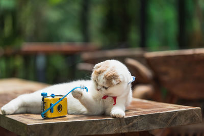 Close-up of cat with toy on table