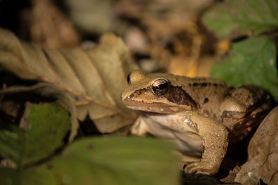 Close-up of a frog