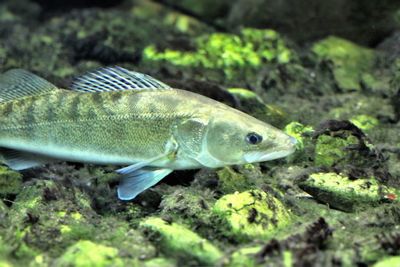 Close-up of fish swimming in sea