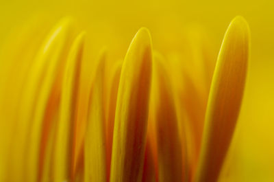 Full frame shot of yellow flower
