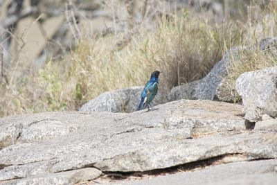 Blue bird on rock at serengeti national park