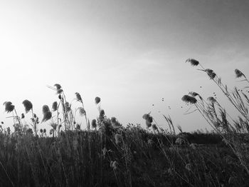 Plants growing on field against sky