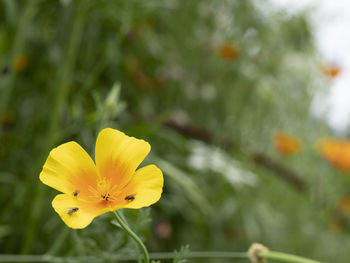 Close-up of yellow flowering plant