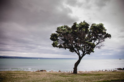 Tree on beach against sky