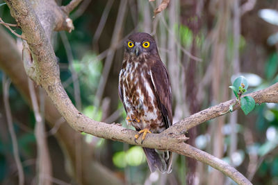 Close-up of eagle perching on branch