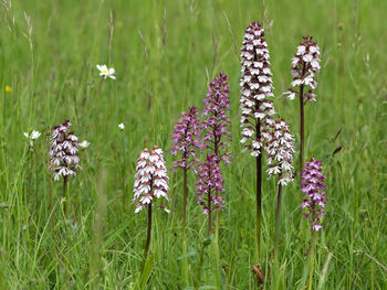 Close-up of purple flowering plants on field