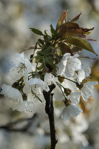 Close-up of fresh flower tree