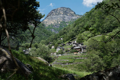 Panoramic shot of trees and houses in village