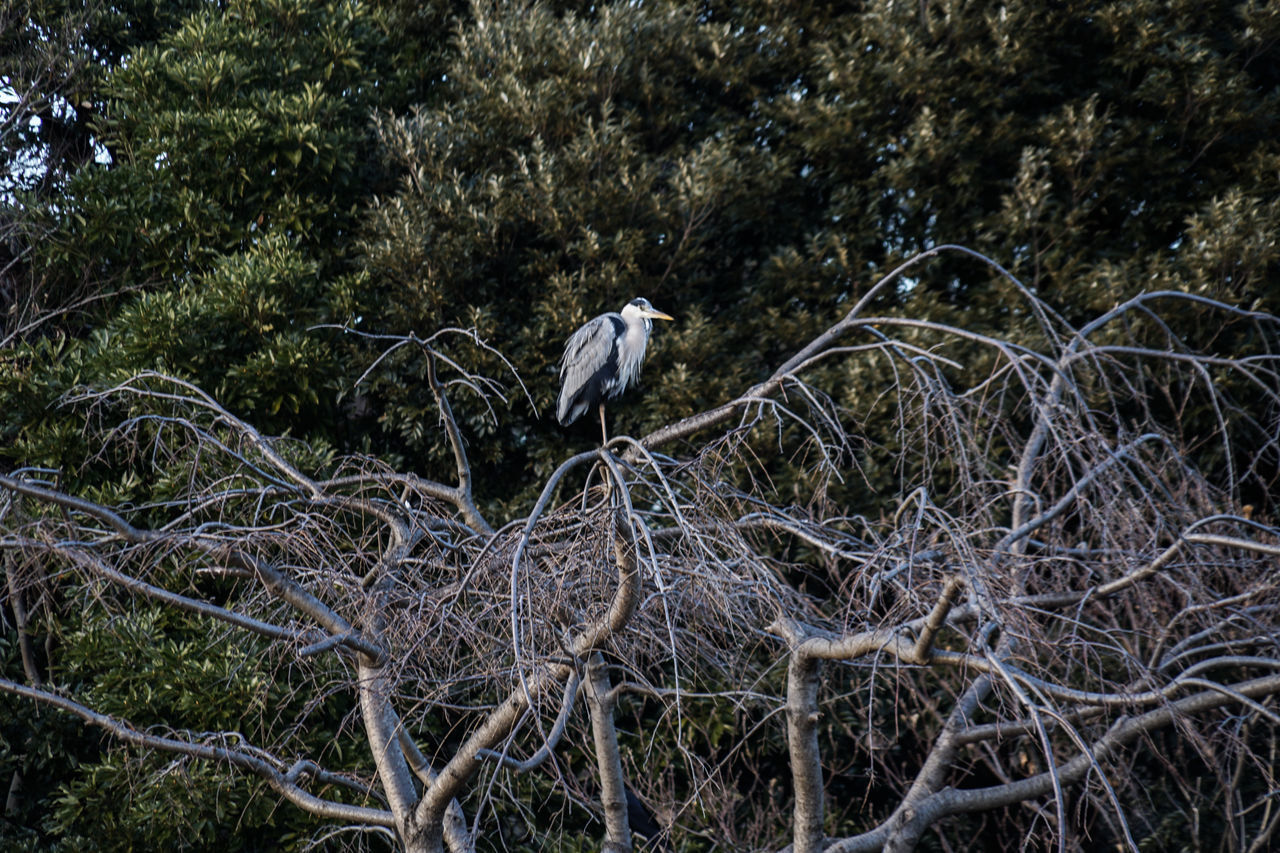 LOW ANGLE VIEW OF BIRD PERCHING ON BRANCH