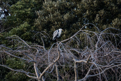 Low angle view of bird perching on tree