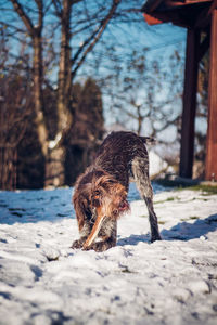 Close-up of dog on snow covered land