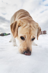 Close-up portrait of a dog