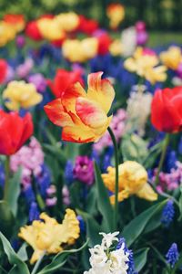 Close-up of multi colored flowering plant