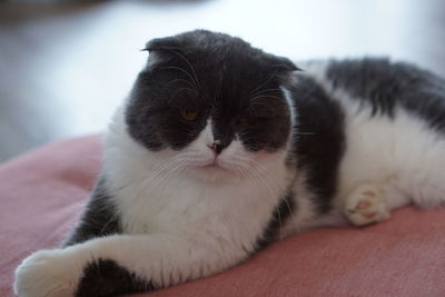 Close-up portrait of a cat