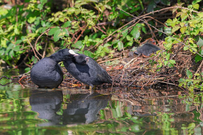 Black swan in a lake