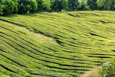  panoramic view of a tea field against the sky