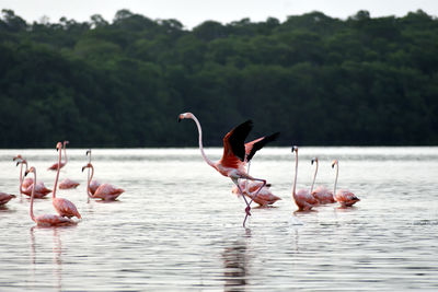 Flock of birds in lake