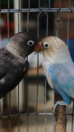 Close-up of two birds perching in cage