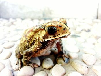 Close-up of lizard on rock