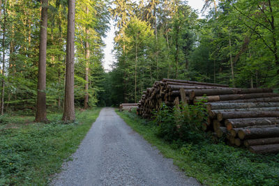 Empty road amidst trees in forest