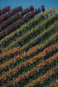 Crops growing on field