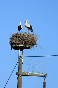 Low angle view of birds perching on nest against sky