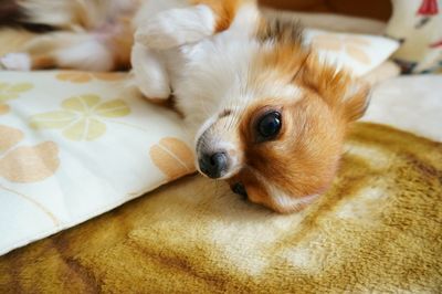 Close-up portrait of dog at home