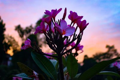 Close-up of pink flowers blooming against sky