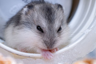 Close-up portrait of a eating food