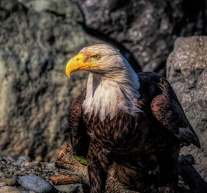 Close-up of eagle on rock