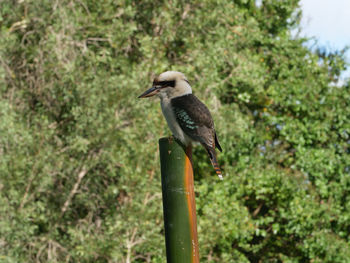 Bird perching on a branch