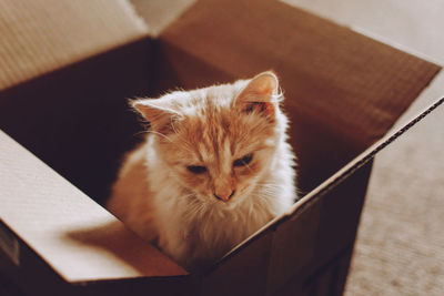 High angle portrait of a cat in box