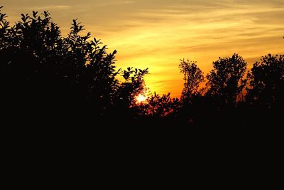 Silhouette trees against sky during sunset